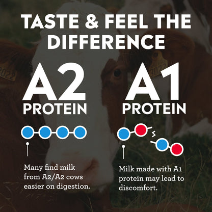 Chocolate A2 Protein Shake, Ultra-Filtered